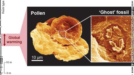 Bu grafik, hayalet fosillerin fosilleşmiş polenlerle ne kadar küçük karşılaştırıldığını göstermektedir. 