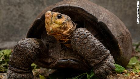 Fernanda şimdi Ekvador'un Galapagos Ulusal Parkı'ndaki Santa Cruz Adası'ndaki Fausto Lirina Dev Kaplumbağa Yetiştirme Merkezinde yaşıyor.