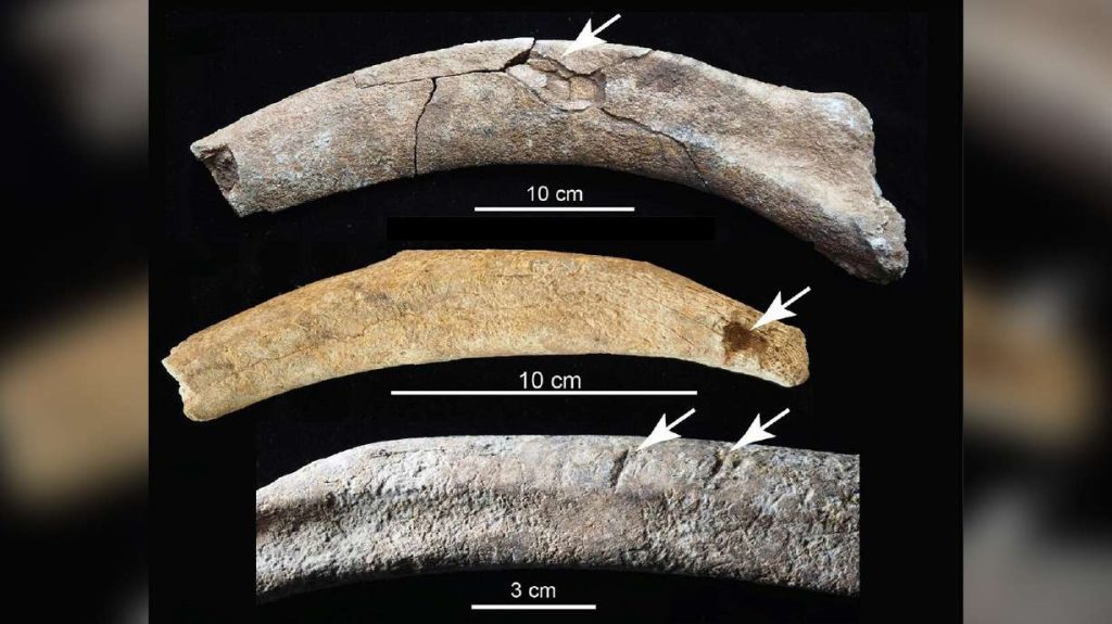 Paleontologların arka bahçesindeki keşif, Kuzey Amerika’daki ilk insanların kanıtlarını ortaya koyuyor